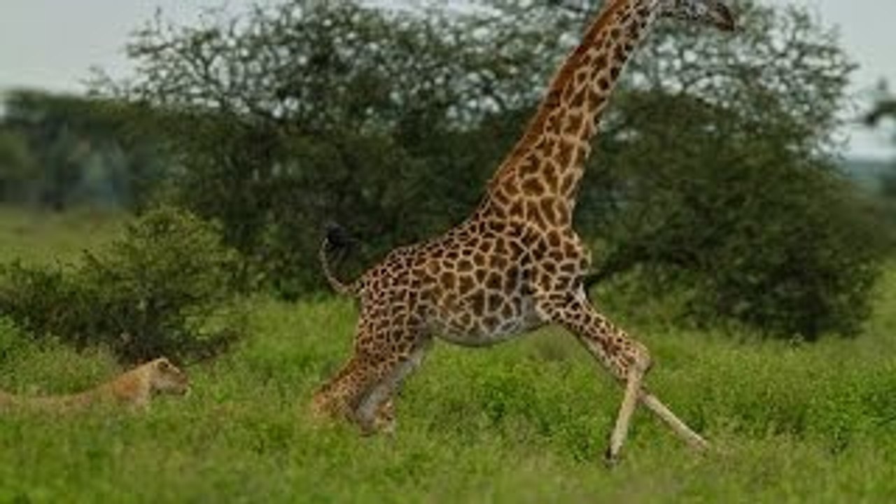 Lion vs giraffe 31