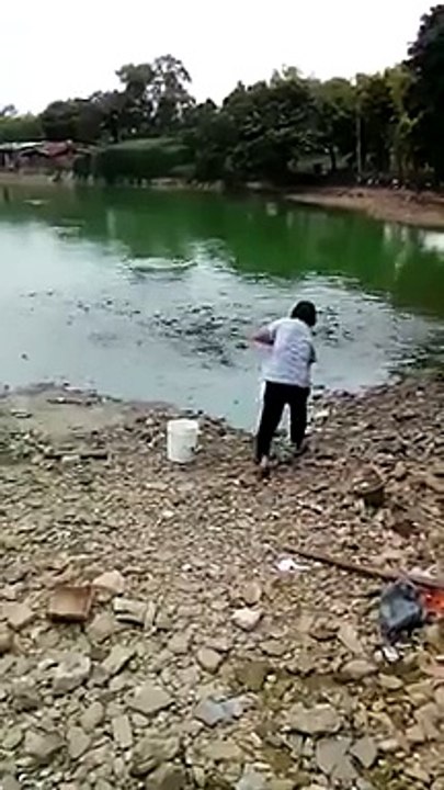 Yemek İçin Çıldıran Balıklar Suyun Dışına Kadar Çıktılar