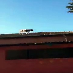 Yok Artık Daha Neler..! İneğe Bakın