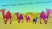 Camel Finger Family Song Camel Calf Daddy Finger Nursery Rhymes Full animated cartoon engl