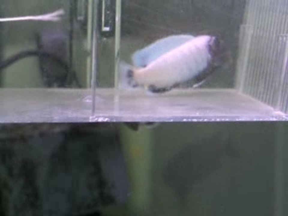 Polit lion's cove juvénile mâle