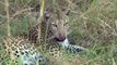 L'île aux léopards - Documentaire animalier 2015 - wild life animals documentary
