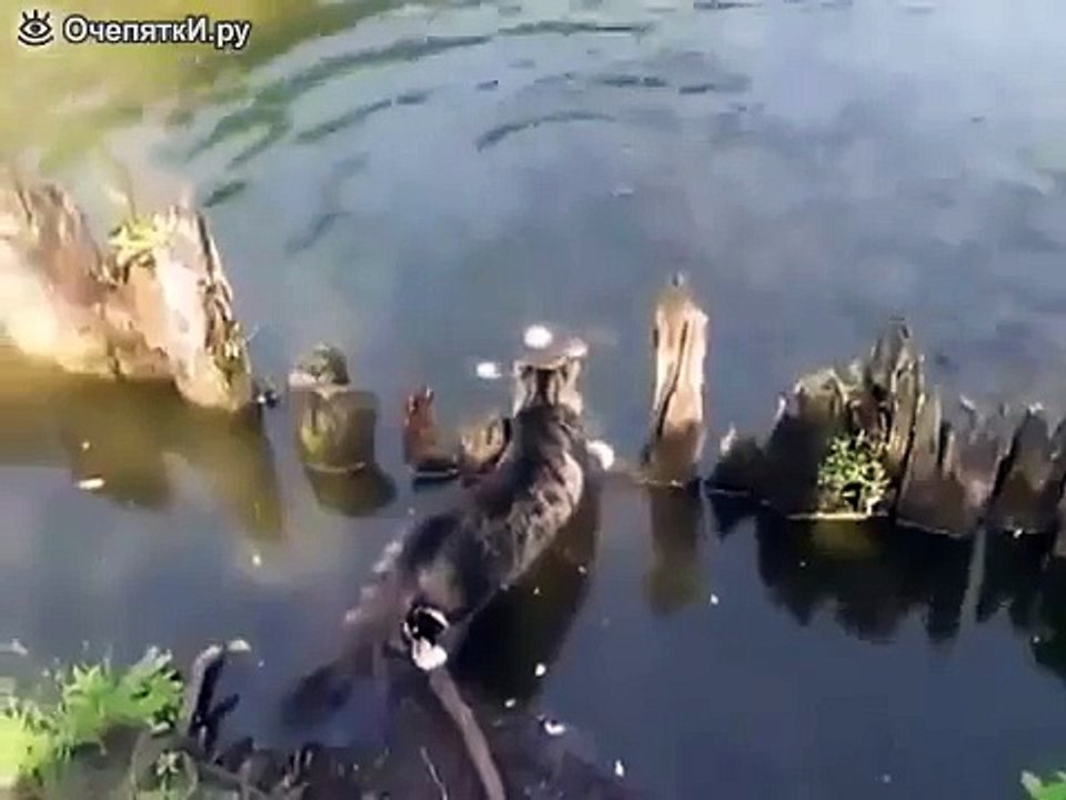 Кот рыболов