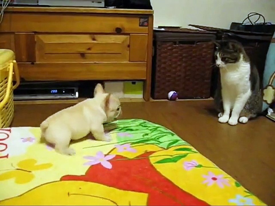 Первая охота на кота