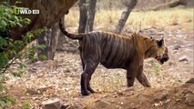 Discovery channel - Tigers Revenge 2015 - Discovery Wild Animal Documentary