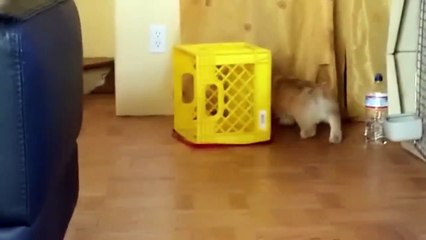 HA GAYRET ŞİMDİ YAKALAYACAKSIN