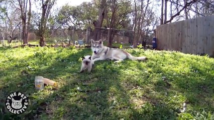 Котенок и волк. Это невероятно