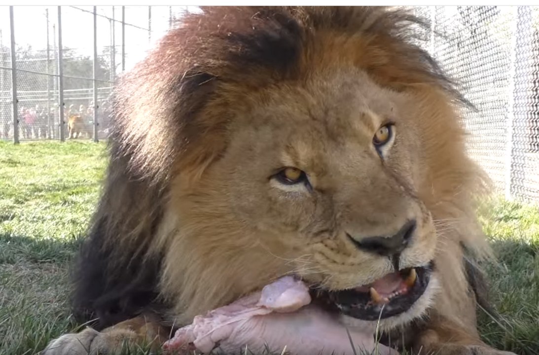 Lions, Tigers and Bears Are Wild About Christmas