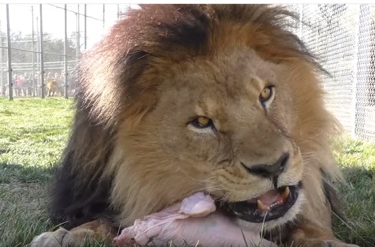 Lions, Tigers and Bears Are Wild About Christmas