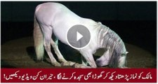 Allah ka mojza - Latest Miracle - Horse offering Prayer in Dubai