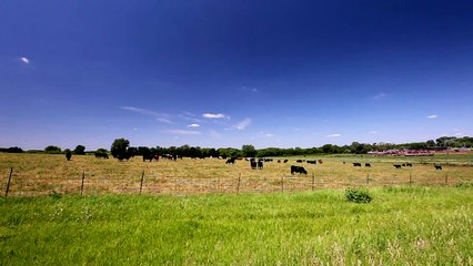 Làng tôi-Thiên Kim.