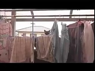 Cat Jump Fail with Music