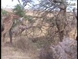 Giraffe kills lion. Giraffe attacks lion pride and kicks one of them to death.