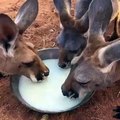 Kangaroos drink milk