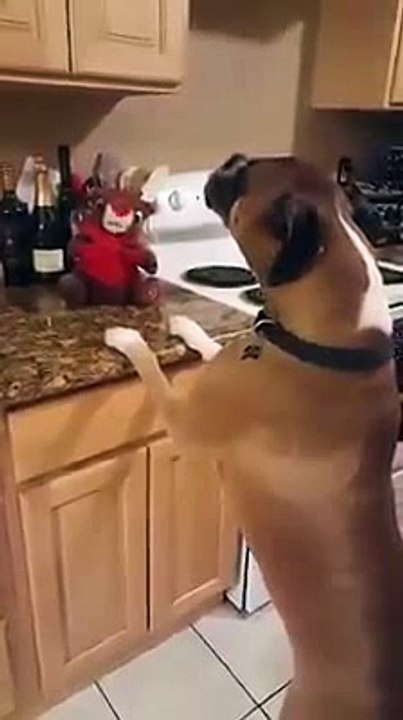 Dog sings