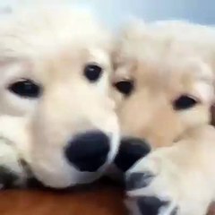 Two cute little puppies