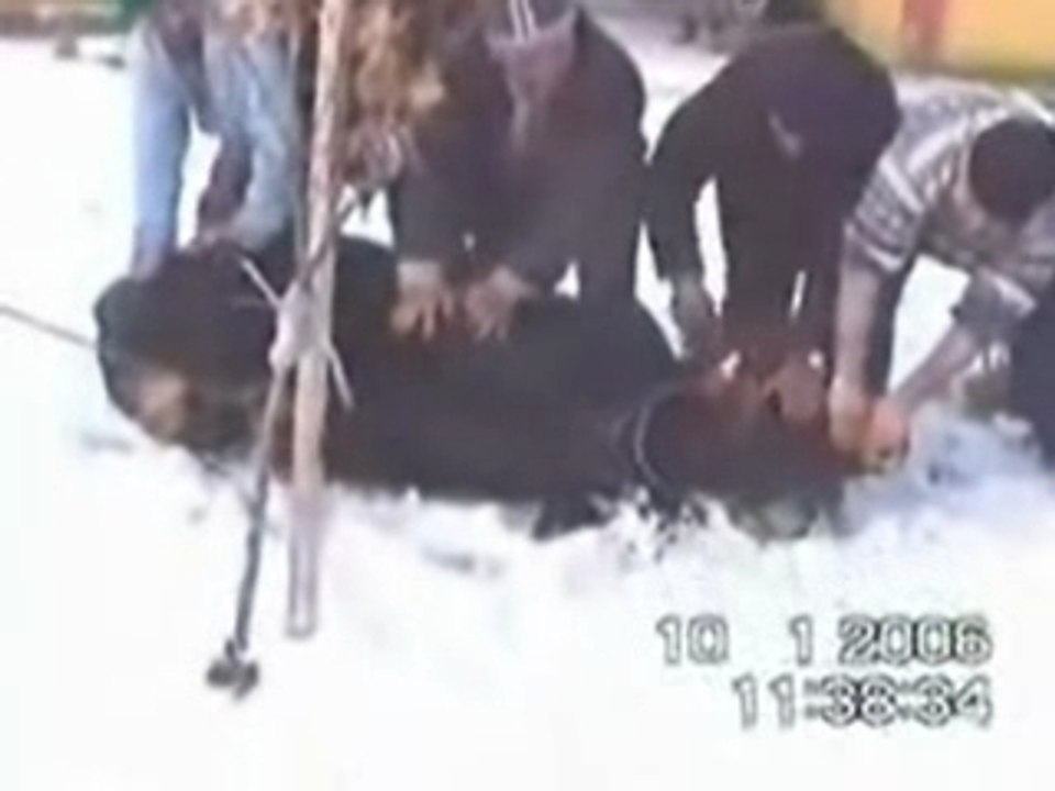 Vahsi Hayvanlar Konusmadikca Kiyamet Kopmaz