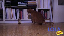 Cats Spooked By Metronome