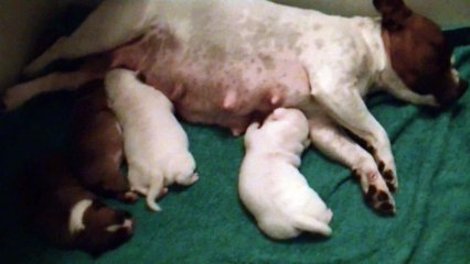 8ème vidéo Les chiots de la 23ème portée de STAFFORDLAND