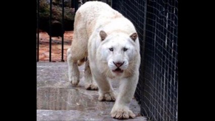 Police Raided and  Shocked to Found White  Tiger