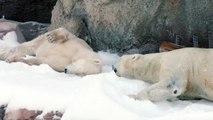 Des ours polaires jouant avec la neige