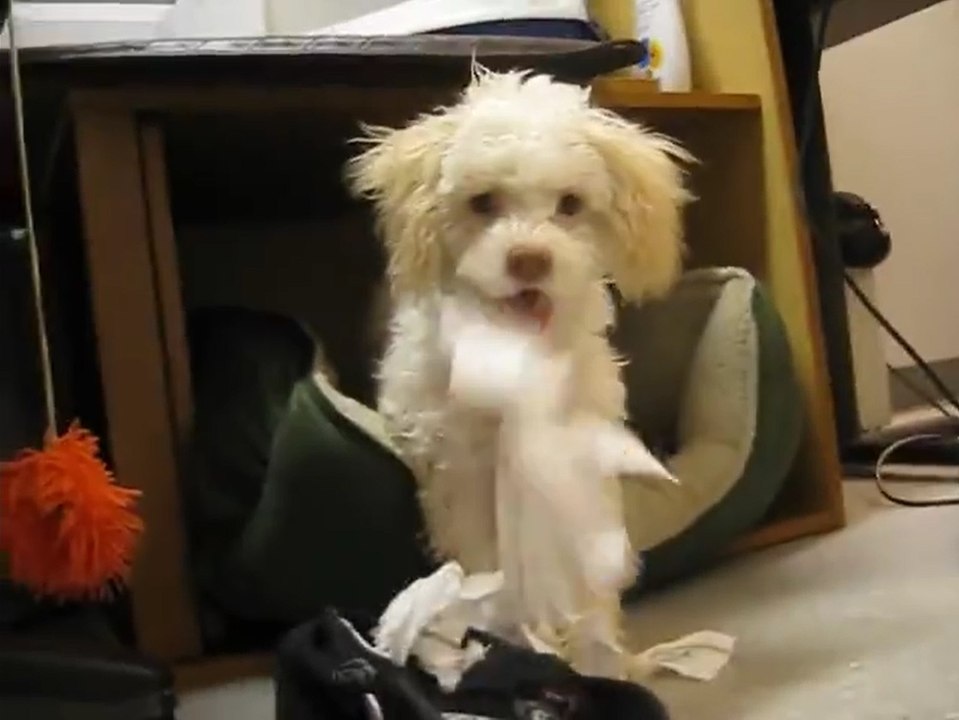 Dog Reacts To Being Caught Chewing Up Paper