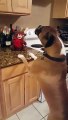 On ne sait pas trop si ce chien aime son cadeau de Noel??!!