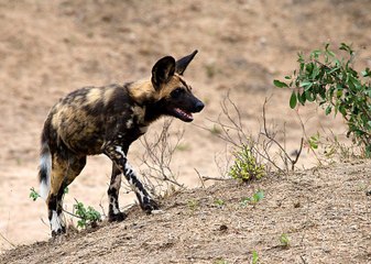 Гиеновидная собака