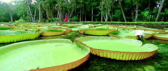 Krishnashtami Teaser - EveningShow.in