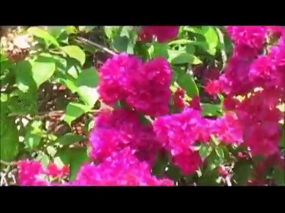 Blanca Estela - Sin ti