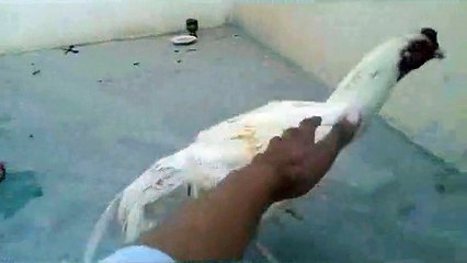 Rooster Aseels White 2015