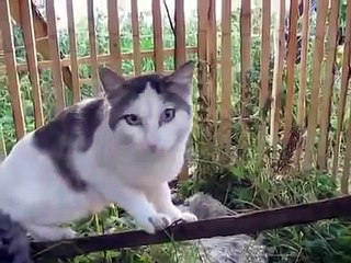 кот говорит незнаю