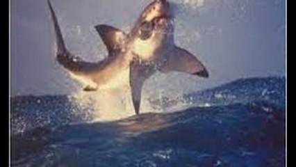 Why Are Sharks Attacking( documentary)HD