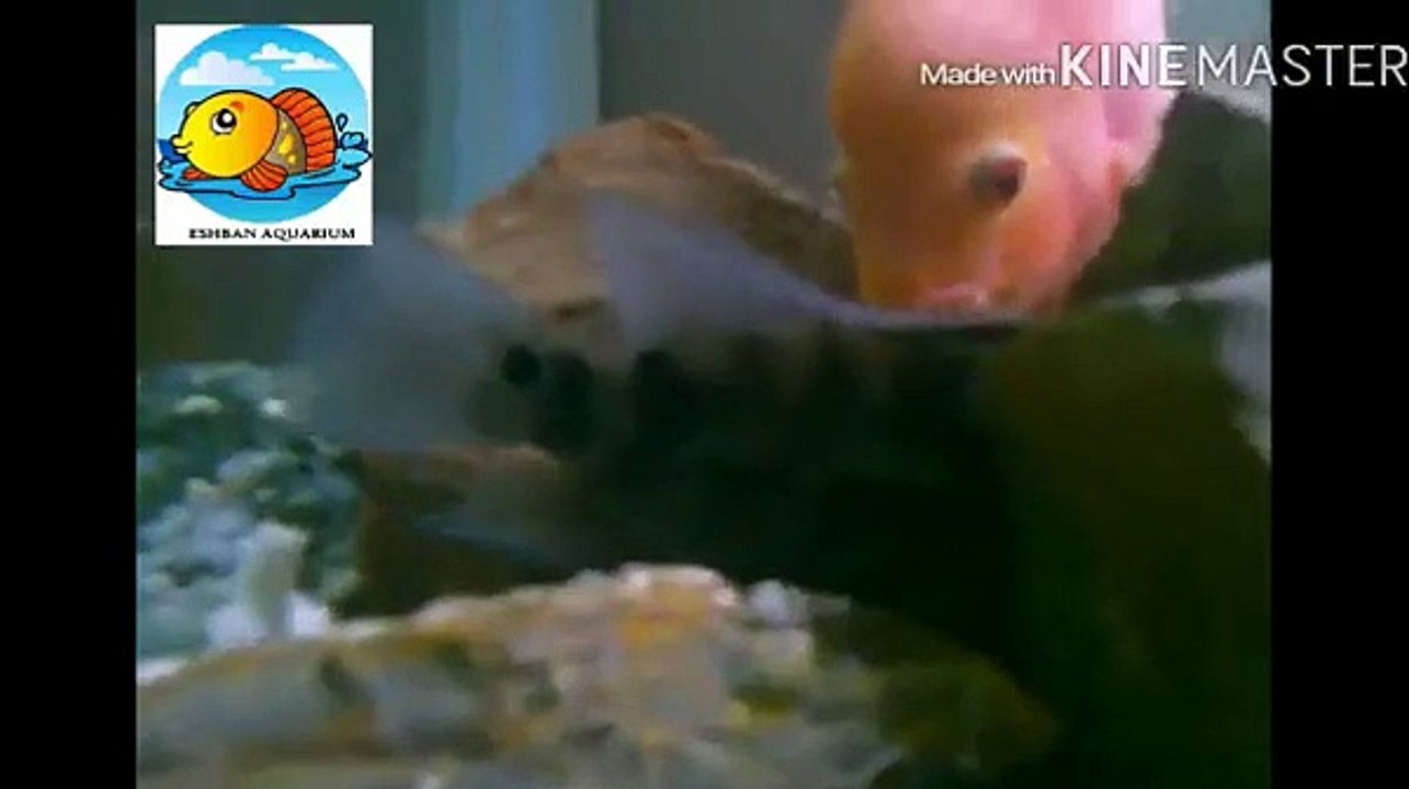 Eshban Aquarium My Flowerhorn Give Eggs