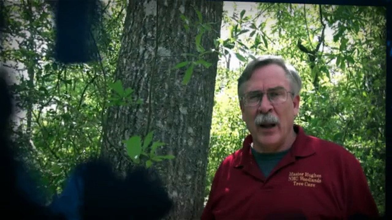 Humble tree care