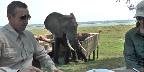 Un éléphant vient rendre une visite à des touristes en plein repas