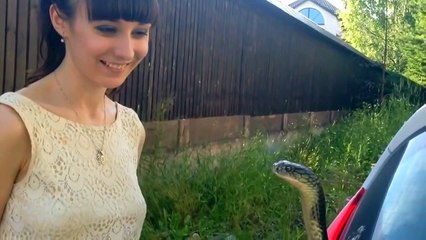 Поцелуй кобры