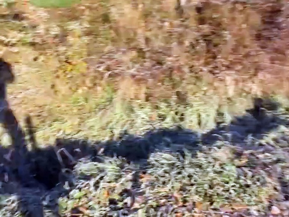 Brinata e Birillo di corsa in giro