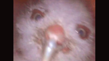 Baby Screech Owls Up Close