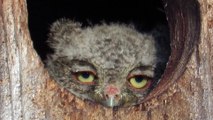 Baby Screech Owl Eyes