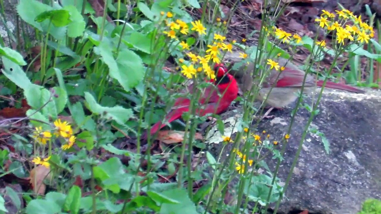 Backyard Bird Courtship 101 - Dinner Date