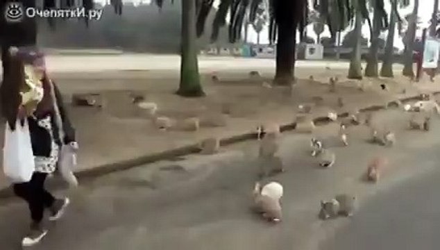 Девушка и толпа кроликов смотреть всем