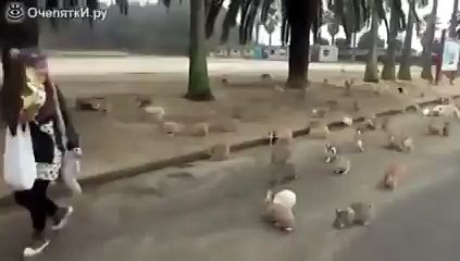 Девушка и толпа кроликов смотреть всем