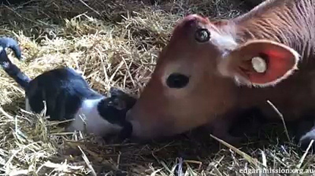 Most sweetest and loving animals friendship!