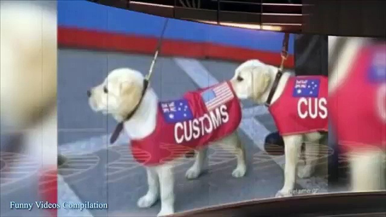Funny Cat Video