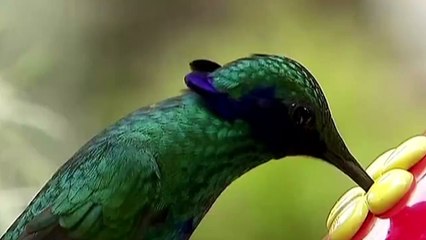 Hummingbird mystery solved