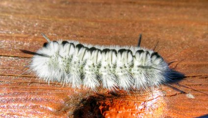 Banded Tussock Moth Caterpillar - White