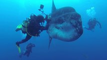 Des plongeurs rencontrent un énorme poisson-lune