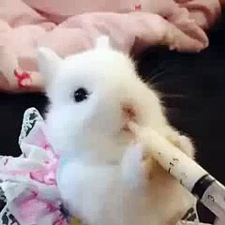 The best of 2016 So Cute Rabbit Drinks Milk - Sevimli Tavşan