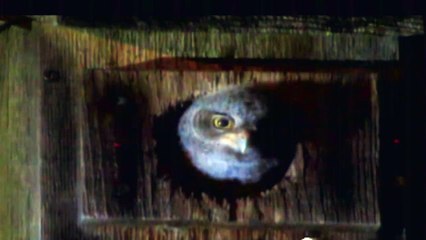 Amazing Baby Screech Owls Fed By Parents